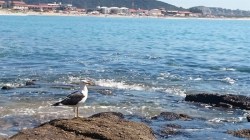 T&T-Pero-CaboFrio_10072015_05