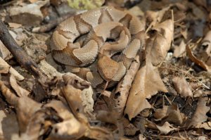cobra_camuflada